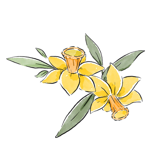 Daffodil Baby (March)