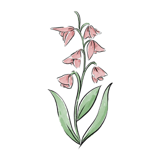 Lilly of the Valley Baby (May)