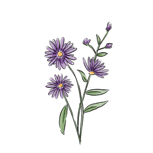 Aster Baby (September)